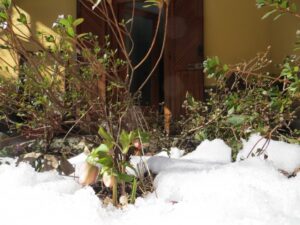 Helleboro sotto la neve