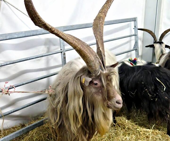 maschio di capra orobica